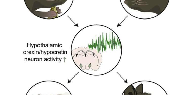Ubiquitous Nutrients Suppress Appetite and Promote Movement