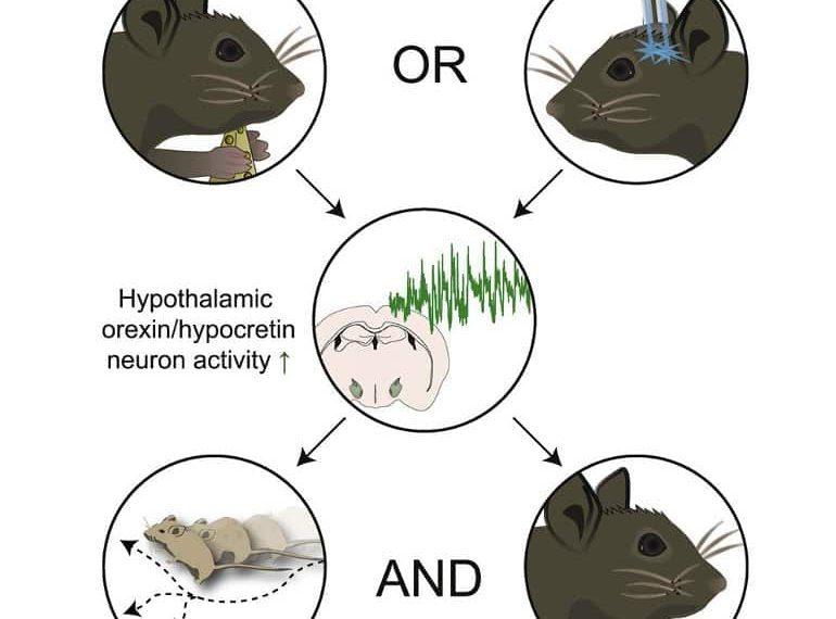 Ubiquitous Nutrients Suppress Appetite and Promote Movement