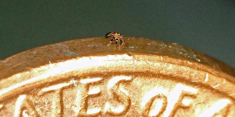 This tiny robot crab is the smallest crawling remote-controlled robot ever