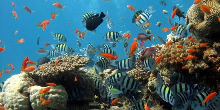 New AI Tracks Health of Coral Reefs