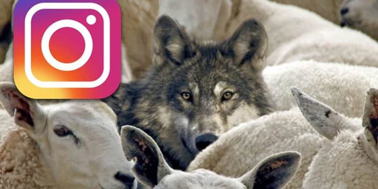 Identifying Instagram Crowdturfers with Machine Learning