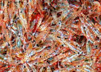 Kori Krill Oil Receives Award for Most Sustainable and Eco-Friendly Brand