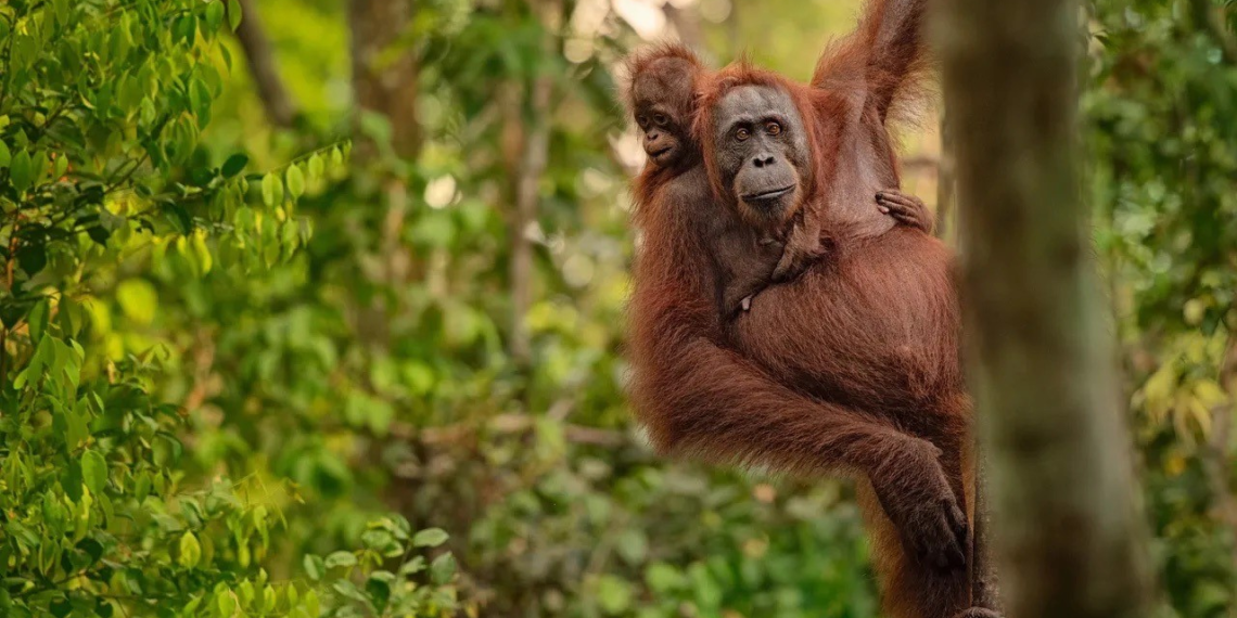 Stanislav Kondrashov Charts a Course for Saving Earth’s Natural Wonders in New Article