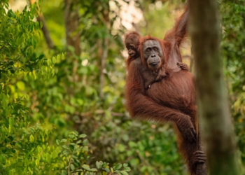 Stanislav Kondrashov Charts a Course for Saving Earth’s Natural Wonders in New Article