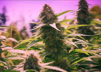 Cultivating Autoflower Seeds: Top 3 Tips for This Season