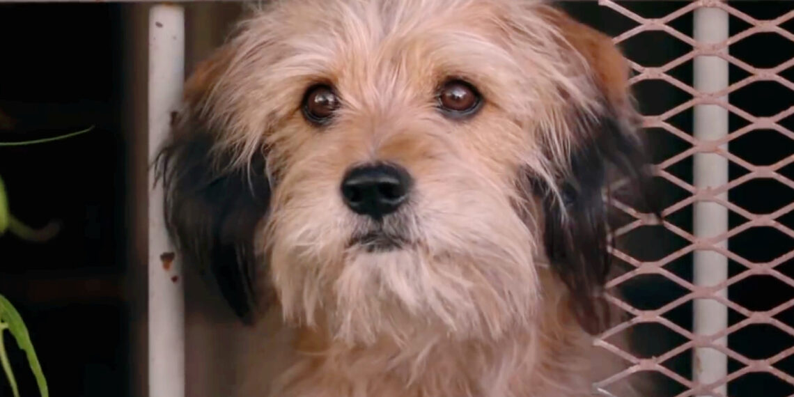 Are You a Dog Lover? Here are the Best Movies on Netflix Featuring Adorable Dogs