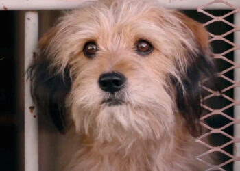 Are You a Dog Lover? Here are the Best Movies on Netflix Featuring Adorable Dogs