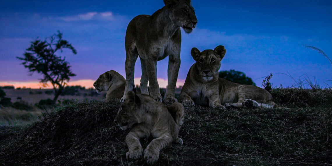 6 Must-See Wildlife Documentaries for the Adventurous Soul