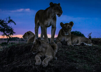 6 Must-See Wildlife Documentaries for the Adventurous Soul