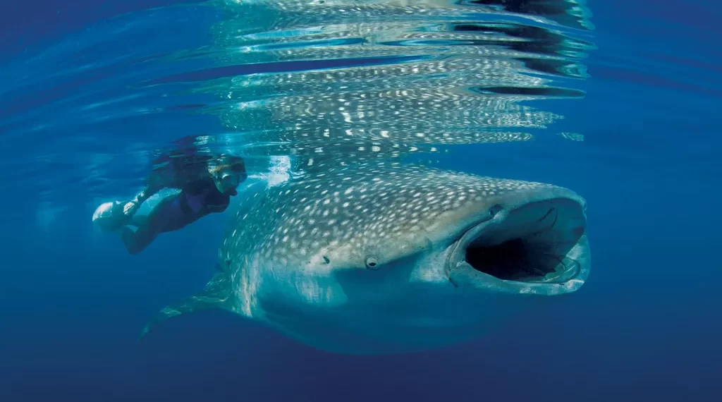 15 Unmissable Netflix Documentaries That Will Ignite Your Environmental Passion