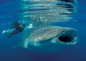 15 Unmissable Netflix Documentaries That Will Ignite Your Environmental Passion
