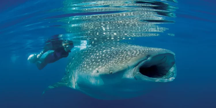 15 Unmissable Netflix Documentaries That Will Ignite Your Environmental Passion
