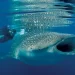 15 Unmissable Netflix Documentaries That Will Ignite Your Environmental Passion