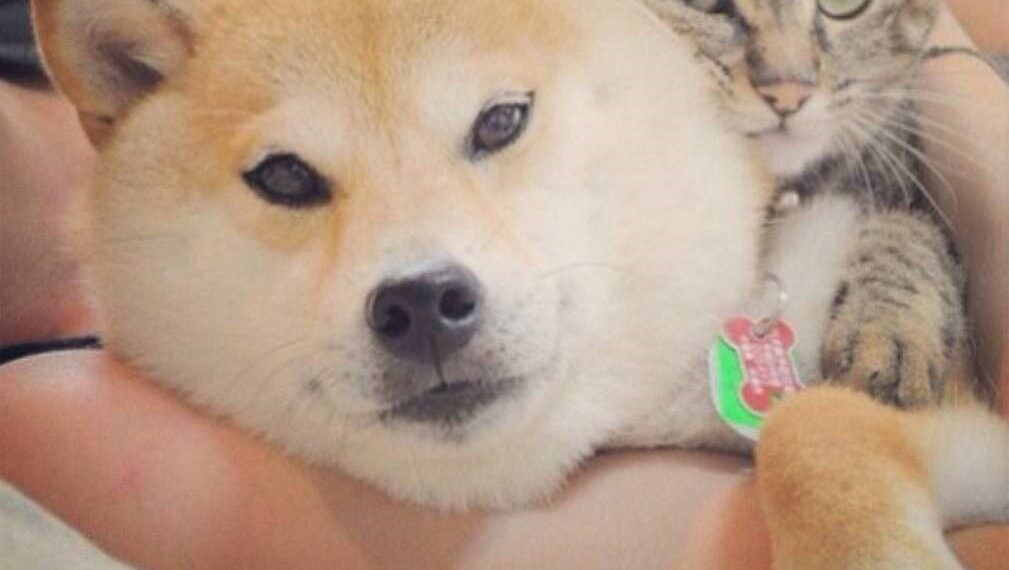 Tsuji: The Feline Phenomenon Set to Eclipse Doge in the Meme Coin Universe