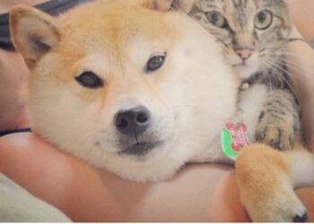 Tsuji: The Feline Phenomenon Set to Eclipse Doge in the Meme Coin Universe