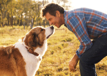 10 Heartwarming Netflix Shows and Films That Celebrate the Magic of Loving Pets