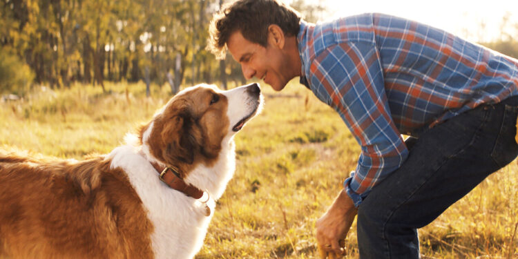 10 Heartwarming Netflix Shows and Films That Celebrate the Magic of Loving Pets