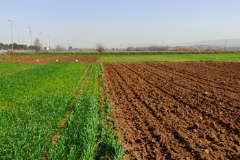 The role of agriculture in the Spanish economy