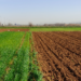 The role of agriculture in the Spanish economy