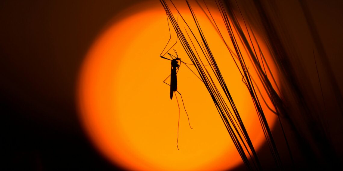 Climate Change Linked to Rising Mosquito Populations: Experts Warn of Increased Health Risks
