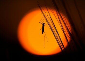 Climate Change Linked to Rising Mosquito Populations: Experts Warn of Increased Health Risks