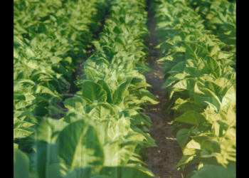 More Than Regulation: The Business Imperative for E-Liquid Companies