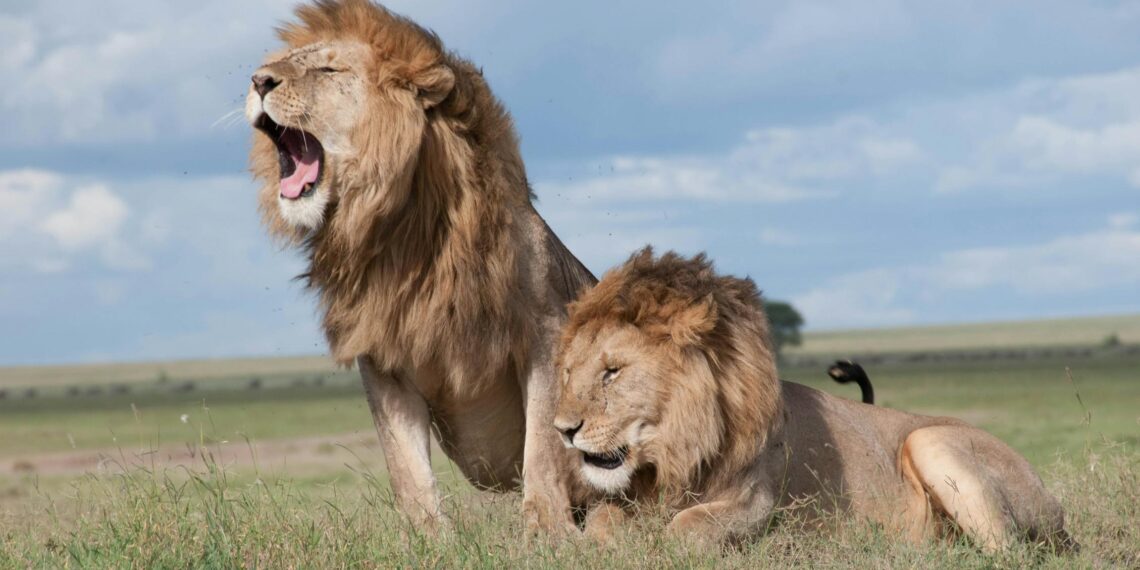 Tanzania Safaris Introduces Next-Level Luxury Adventures for 2025