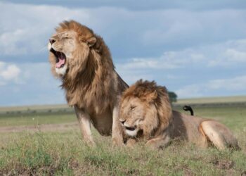 Tanzania Safaris Introduces Next-Level Luxury Adventures for 2025
