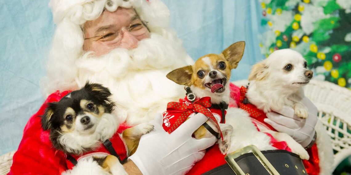 Who’s been a good boy? The Growing Trend of Pet Photos with Santa in the UK