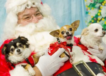 Who’s been a good boy? The Growing Trend of Pet Photos with Santa in the UK