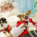 Who’s been a good boy? The Growing Trend of Pet Photos with Santa in the UK