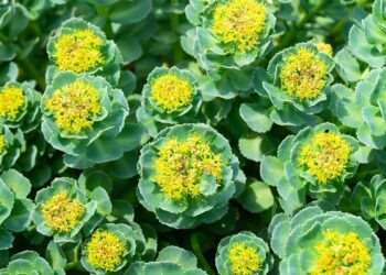 Rhodiola Rosea: A Natural Adaptogen for Stress Relief