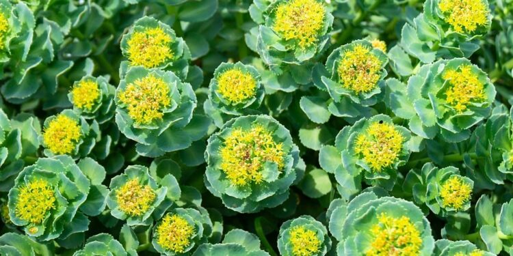 Rhodiola Rosea: A Natural Adaptogen for Stress Relief