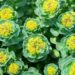 Rhodiola Rosea: A Natural Adaptogen for Stress Relief