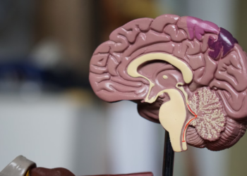 Cerebrum IQ: A Review of the Highest IQs Among Politicians