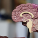 Cerebrum IQ: A Review of the Highest IQs Among Politicians