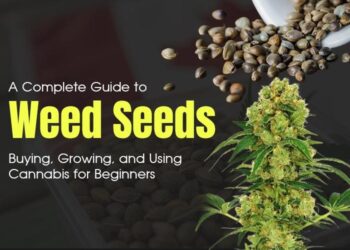 A Complete Guide to Weed Seeds: Buying, Growing, and Using Cannabis for Beginners