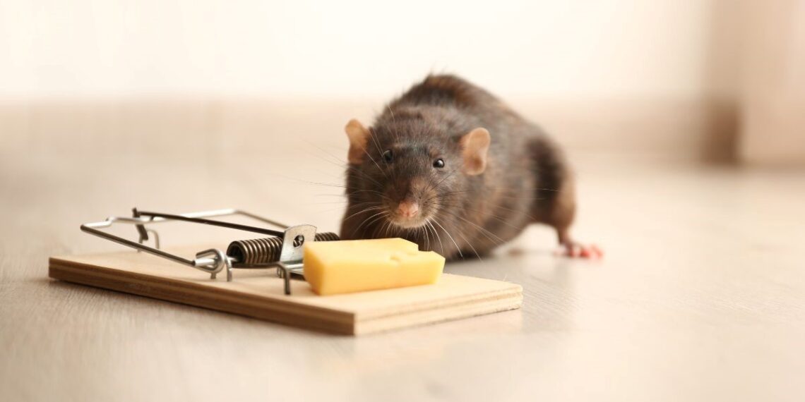 Mice Exterminator Insights: Effective Strategies for Rodent Control