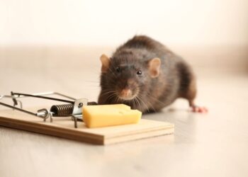 Mice Exterminator Insights: Effective Strategies for Rodent Control