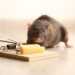 Mice Exterminator Insights: Effective Strategies for Rodent Control