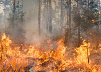 Wildfire Smoke 10x More Dangerous Than Typical PM2.5, Study Shows