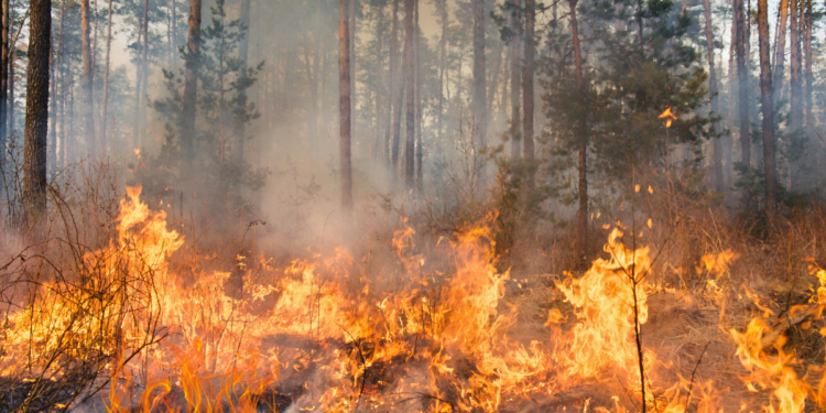 Wildfire Smoke 10x More Dangerous Than Typical PM2.5, Study Shows