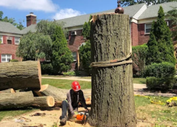 USA Pro Tree Service LLC: West Orange Trusted Experts in Tree Pruning and Trimming