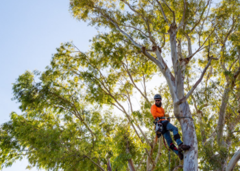 Scottsdale, AZ’s Trusted Tree Service Provider: Cutting Edge Tree Services Delivers Quality and Precision