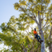 Scottsdale, AZ’s Trusted Tree Service Provider: Cutting Edge Tree Services Delivers Quality and Precision