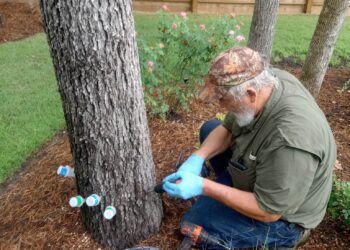Tree Doctor Houston Saves Estates Thousands by Treating Trees Instead of Removing Them