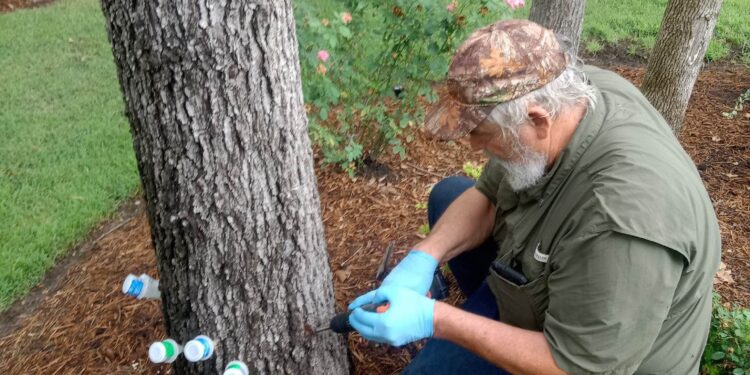 Tree Doctor Houston Saves Estates Thousands by Treating Trees Instead of Removing Them